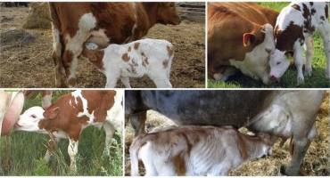 5 Nejlepších způsobů, jak odstavit tele od sání krávy a rady veterináře